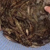 广西小黄鱼