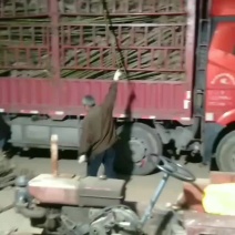 精品泡桐树苗批发基地2-6公分规格不等，价格不同。
