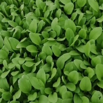 鸡毛菜
