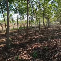 元宝树枫杨树