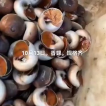 香螺