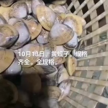 黄蚬子