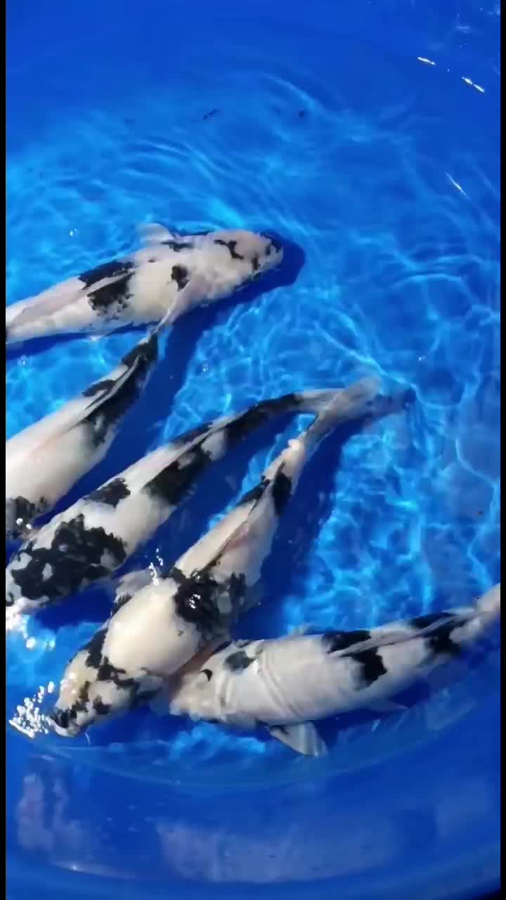 金龍 シンガポール産・過背金龍36cm± | アジアアロワナ・古代魚専門店