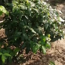 河南鄢陵矮接腊梅品种多样素心虎啼源头发货批发零售一件代发