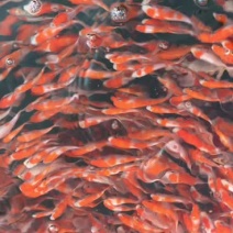日本锦鲤