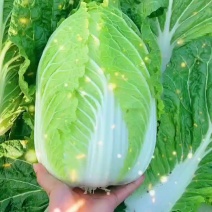 黄心白菜，万亩新白菜，质量保证，大量供应全国市场