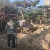 造型松造型黑松基地景观松迎客松平顶松产地直发