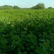 乌桕树苗