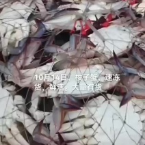 梭子蟹
