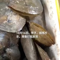 扇贝带子