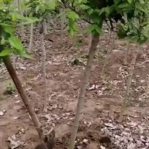 河南鄢陵2-4公分高杆腊梅定杆品种齐全庭院绿化一手货源