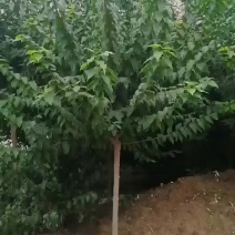 河南鄢陵5-8公分工程高杆腊梅杆直冠圆一手货源