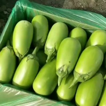 精品青茄