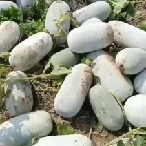 冬瓜
