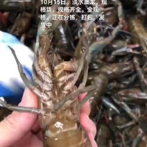 淡水澳龙