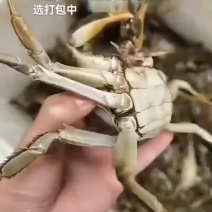 大闸蟹