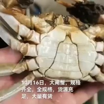 大闸蟹