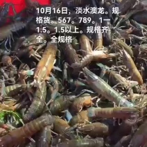 淡水澳龙