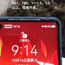 淡水澳龙