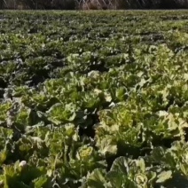 白菜油白菜青麻叶