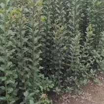 长期供应精品黄杨工程苗（万年青）苗，规格齐全