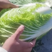 白菜