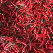 小米椒，红米椒，产地直供精品
