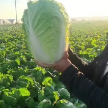 自家种植几佰亩北京三号，杠莱，黄心，玲珑黄白菜，批发。