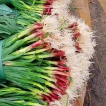 红根蒜苗