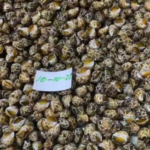 熟冻花螺，巴基斯坦原装进口，个头肥大肉质新鲜饱满，无沙。