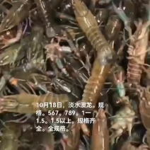 淡水澳龙