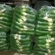 青萝卜大量上市