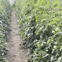 新苗下来了，一手货源，货量充足