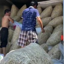 鱼腥草，折耳根，产地直发，大量供应平台