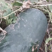 地冬瓜