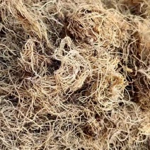 细辛一公斤起批不包邮颜色好质量有保障