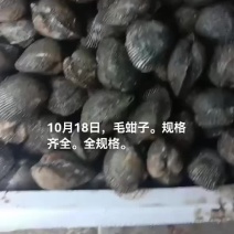 毛蚶子，赤贝