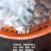 黄蚬子