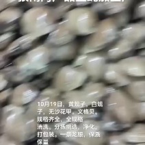 黄蚬子