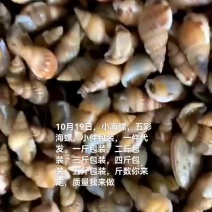 小海螺