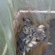 罗非鱼出售