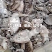 乌鱼，墨鱼