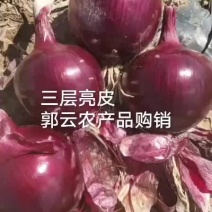 自家种植紫，红，黄皮8厘米以上优质洋葱888亩，批发代发