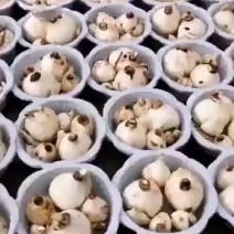 漳州水仙花盆栽带盆发货自产自销