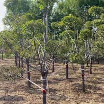 造型金叶榆保定造型金叶榆基地！景泰园林