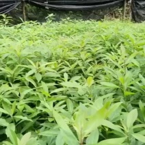 木荷，产地直发，支持视频看货，货源充足，欢迎来购