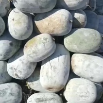 冬瓜