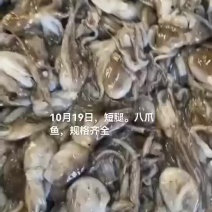 八爪鱼