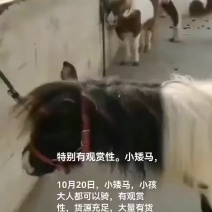 小矮马
