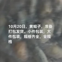 黄蚬子